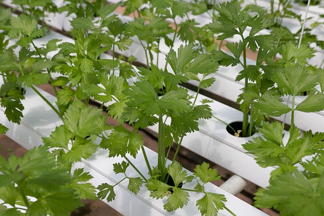 What Is Hydroponics? Learn About This Fascinating World Of Growing