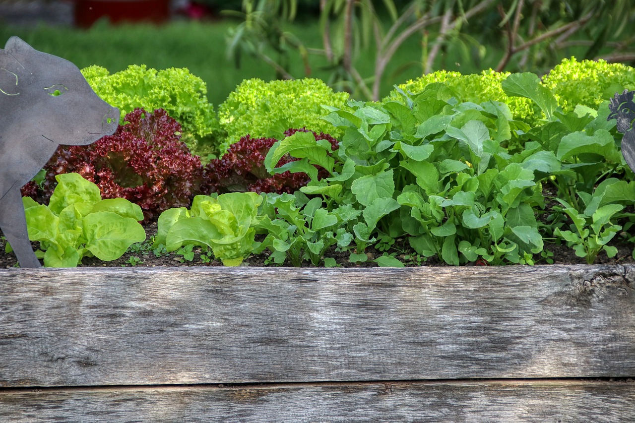 Can You Use Treated Lumber For Raised Garden Beds?