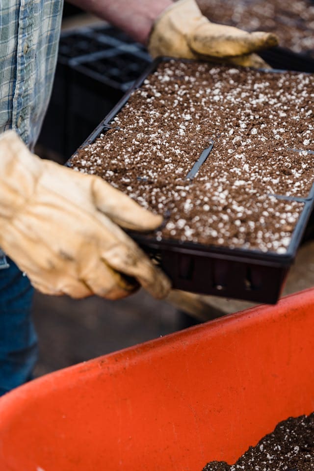 Hands carrying a seed starting tray