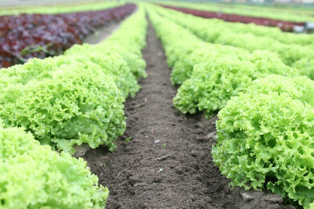 Can I Grow Lettuce From Lettuce? Hidden Secrets For The Frugal Grower