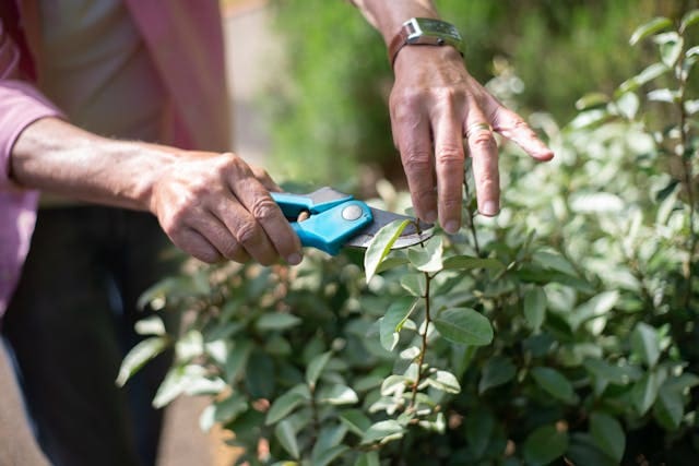 A gardener pruning her plants with a pruner tool