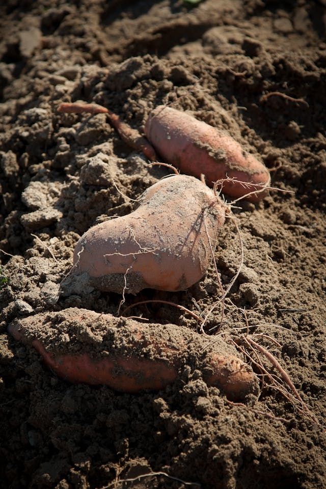 The Strange And Unique Method of Growing Potatoes Indoors