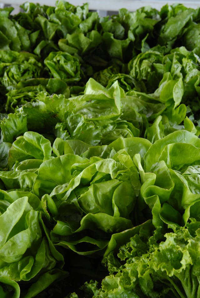 5 Fantastic Benefits of Eating Green Vegetables