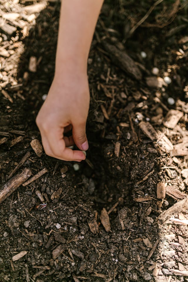 Courtesy of RDNE Stock Project Planting a seed in ground