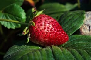 strawberry plant