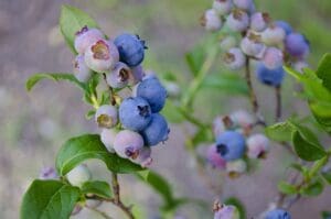 Blueberry plant