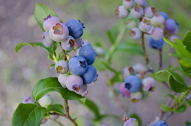 An Easy How-To Guide For Growing Mouthwatering Berries