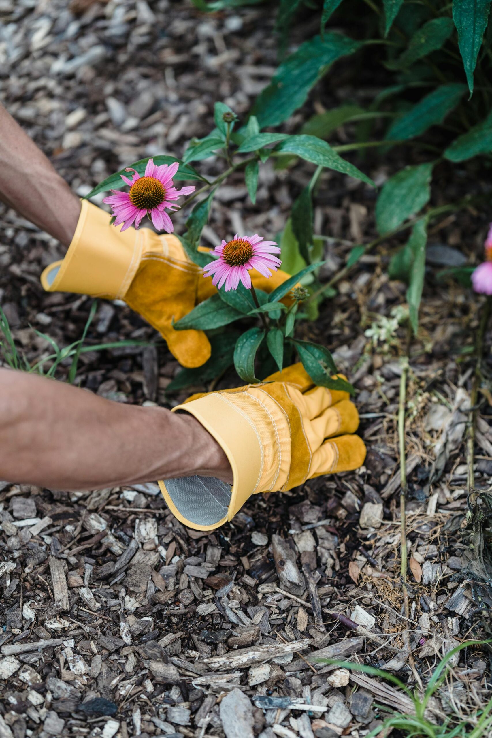 Playground Chips vs Mulch: What Is The Better Choice For Your Yard?