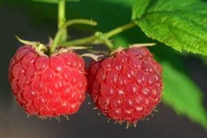 Raspberries on a plant