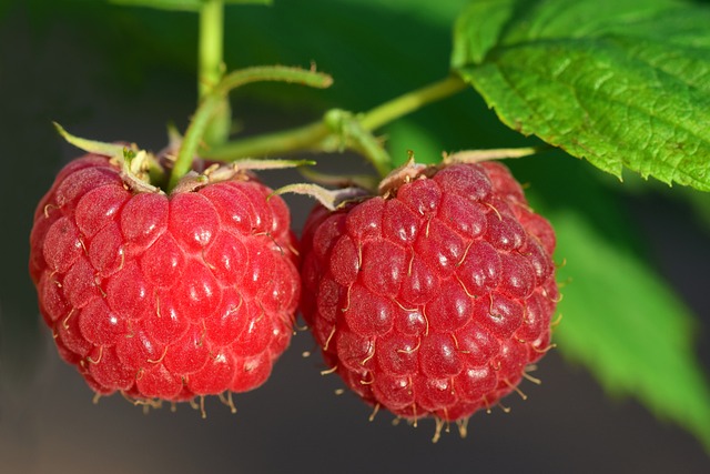 How Are Berries Grown? : A Fascinating Insider Guide