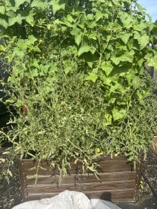 Spacing garden plants or overcrowding them like this picture is one of the top gardening mistakes