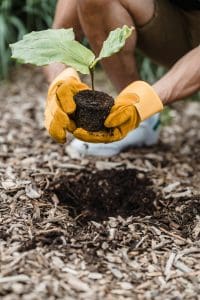 Using mulch for planting is critical for success