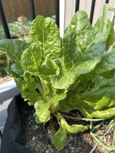 The swiss chard I am growing at home in one of my containers
