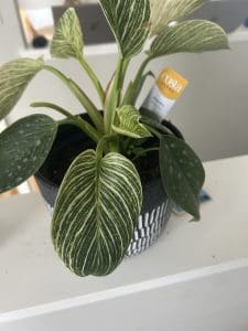 philodendron plant