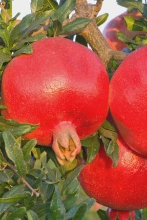 Russian 26 Pomegranate is one of the best cold hardy pomegranate trees you can buy
