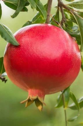 Salavatski (Russian-Turk) Pomegranate is a cold hardy Pomegranate 
