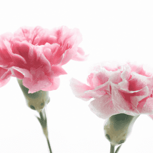 carnation flower