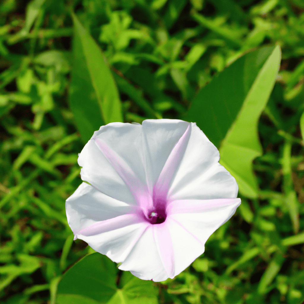 Morning glory flower
