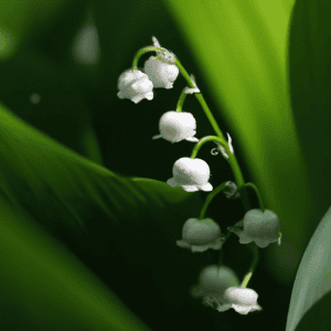 Lily of the valley, flower for May