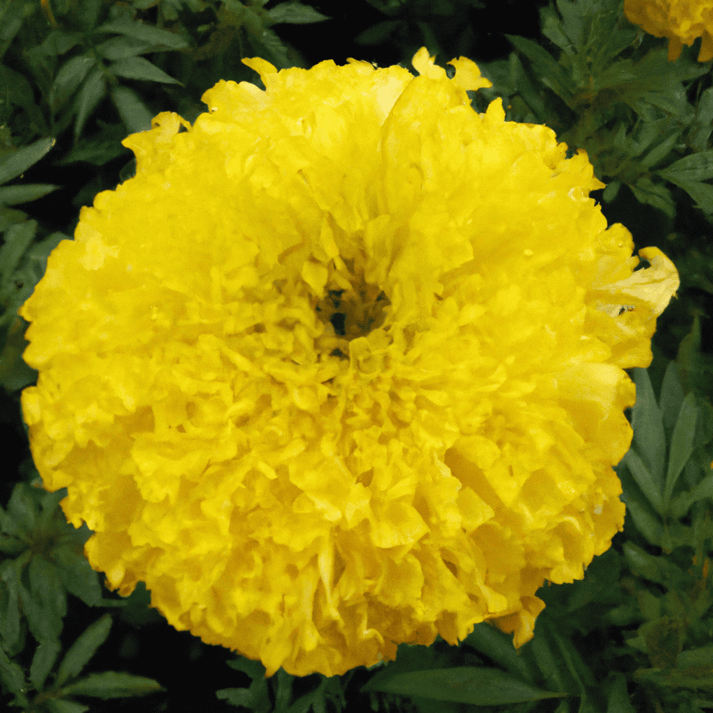 Bright yellow marigold flower