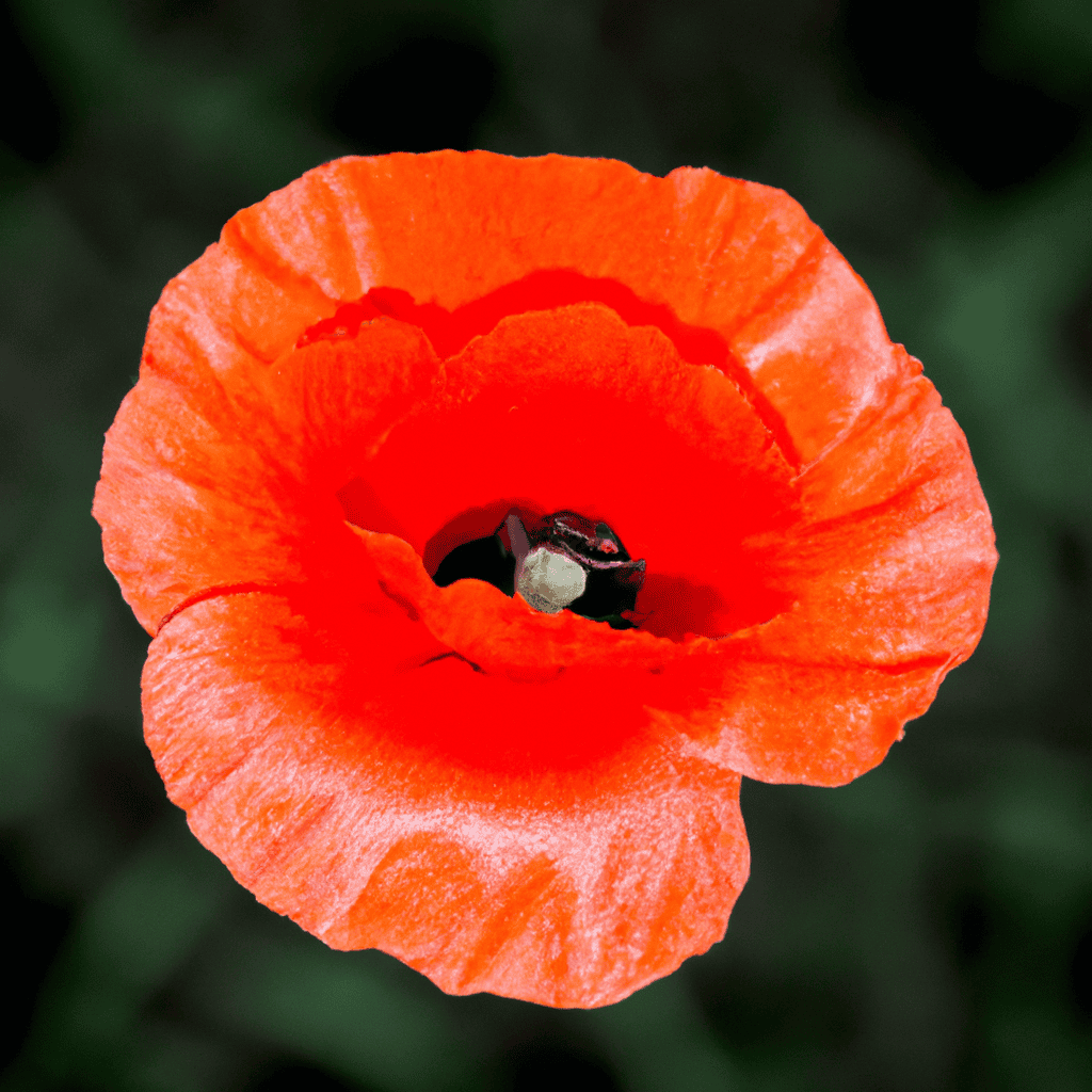 Poppy flower, August birth flower