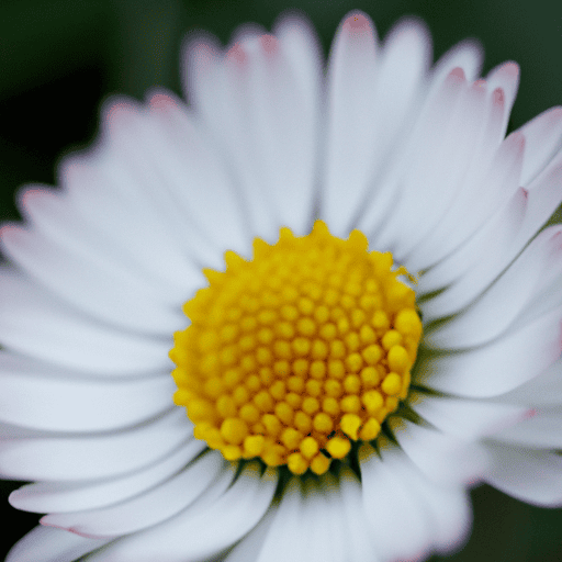 Daisy flower April birth month