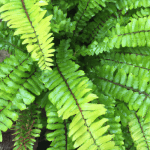 boston fern
