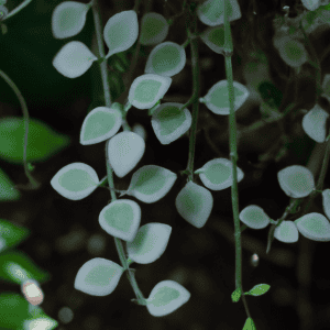 string of hearts plant