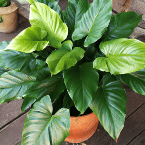 Philodendron plant